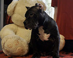 Собаки в Осташкове: Мальчик Булли Мальчик, 70 000 руб. - фото 3