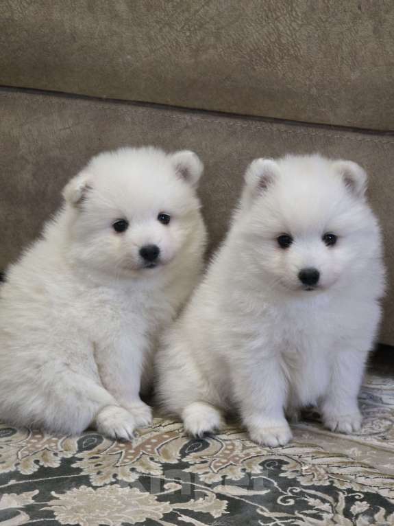 Собаки в Сергиеве Посаде: Предлагаем мальчика Японского шпица Мальчик, 60 000 руб. - фото 1