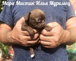 Собаки в Санкт-Петербурге: Мари Мистик Илья Муромец чихуахуа окрас шоколад Мальчик, 70 000 руб. - фото 3