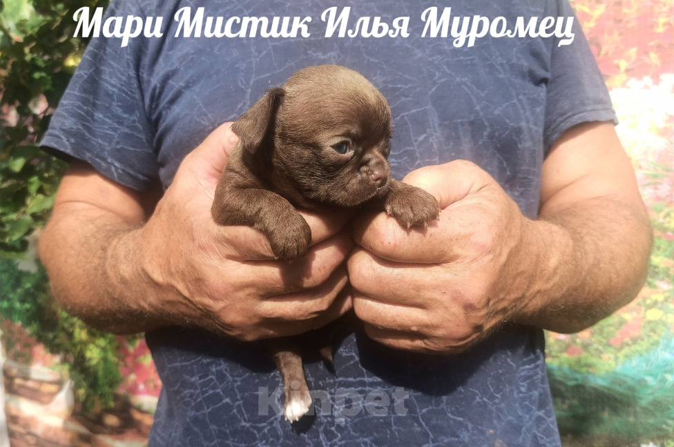 Собаки в Санкт-Петербурге: Мари Мистик Илья Муромец чихуахуа окрас шоколад Мальчик, 70 000 руб. - фото 3