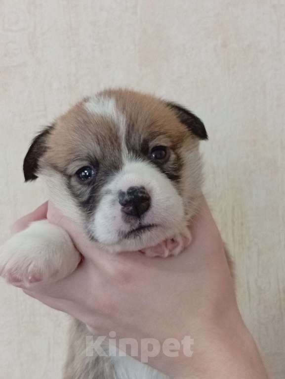 Собаки в Печоре: Щенки вельш корги пемброк Девочка, 45 000 руб. - фото 3