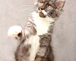 Кошки в Москве: Красавица с окрасом дымная с белым Девочка, 40 000 руб. - фото 2