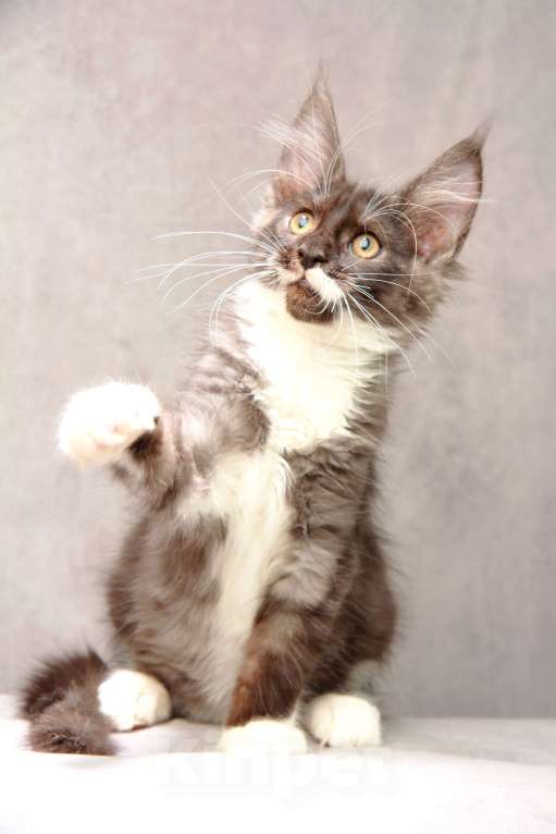 Кошки в Москве: Красавица с окрасом дымная с белым Девочка, 40 000 руб. - фото 2