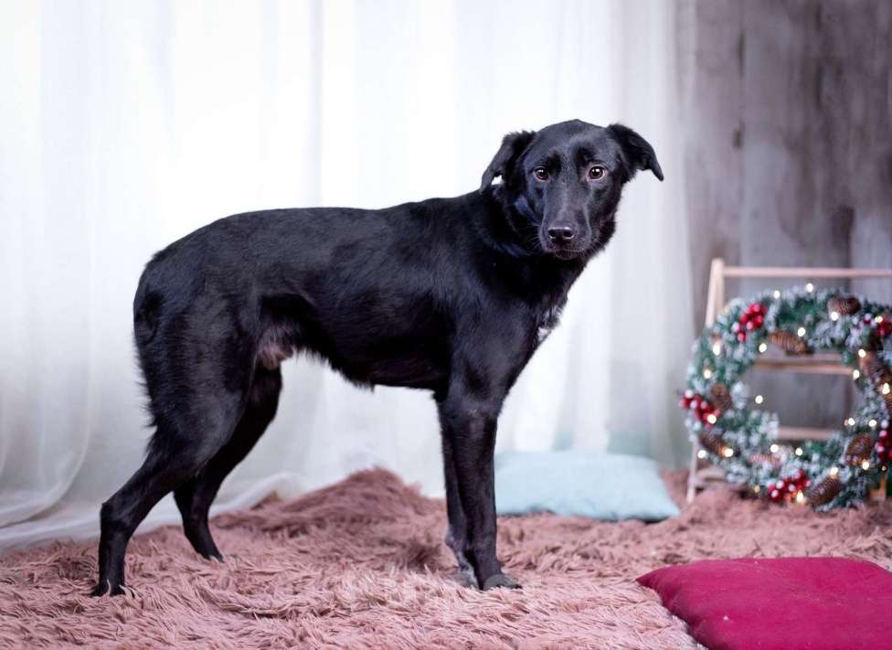 Собаки в других городах Московской области: Малыш в добрые руки  Мальчик, Бесплатно - фото 10
