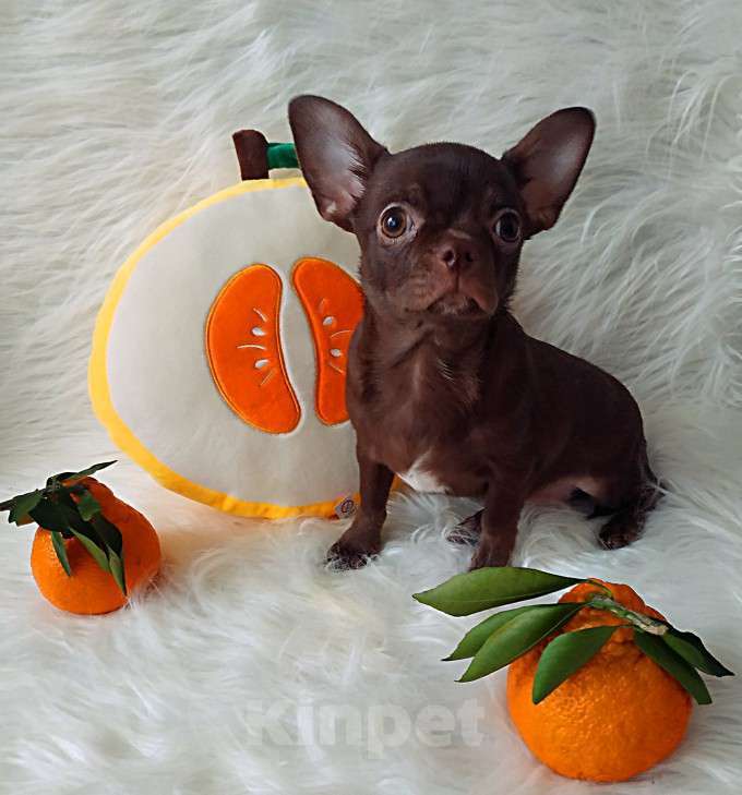 Собаки в Санкт-Петербурге: шоколадный мальчик 5 мес мелкий стандарт Мальчик, 27 000 руб. - фото 4