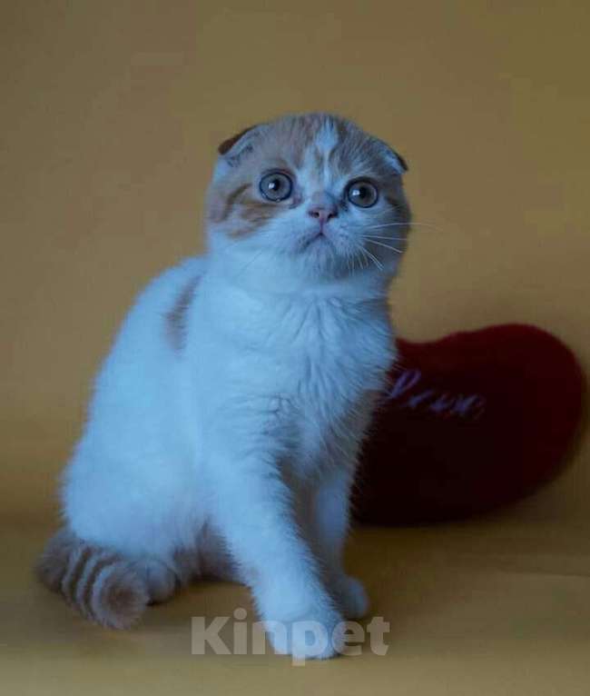 Кошки в Кемерово: Скоттиш фолд девочка Девочка, 2 500 руб. - фото 1