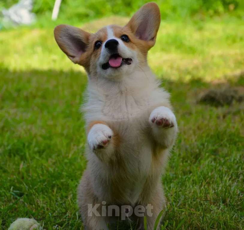 Собаки в Москве: Корги Мальчик, 49 999 руб. - фото 9