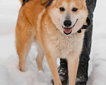 Собаки в Санкт-Петербурге: Яркий спокойный Рыжик из приюта Мальчик, Бесплатно - фото 3