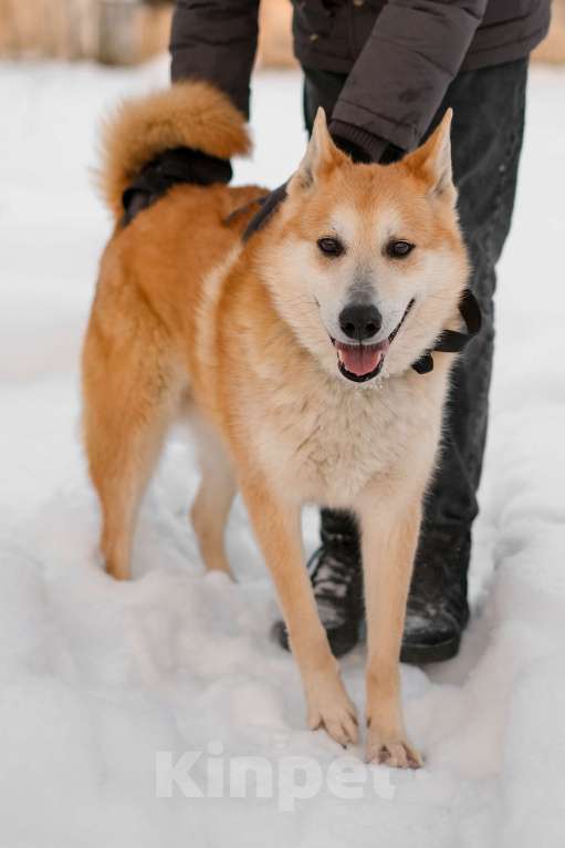 Собаки в Санкт-Петербурге: Яркий спокойный Рыжик из приюта Мальчик, Бесплатно - фото 3
