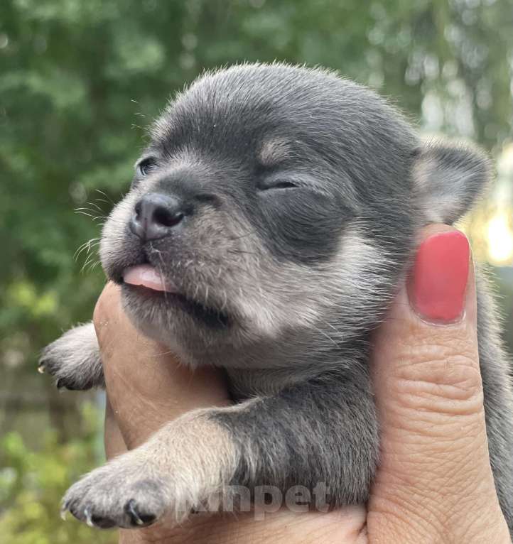 Собаки в Москве: Чихуахуа триколор кобель Мальчик, 25 000 руб. - фото 1