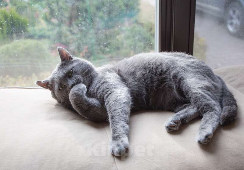 Кошки в Москве: Ласковый красавец голубого окраса Серый ищет дом Мальчик, 1 руб. - фото 2