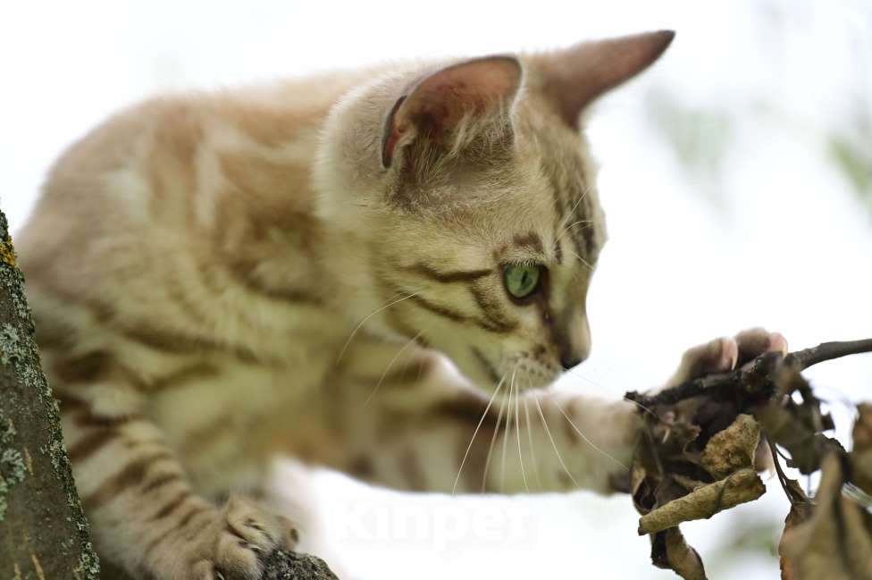 Кошки в Ивантеевке: Бенгальский котёнок Немо Мальчик, 35 000 руб. - фото 2