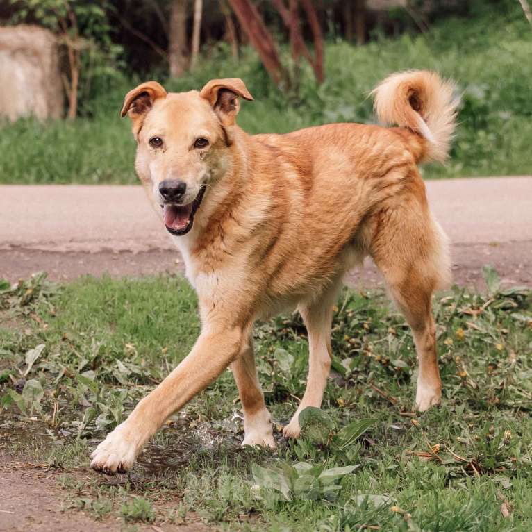 Собаки в Москве: Пунш Мальчик, Бесплатно - фото 2
