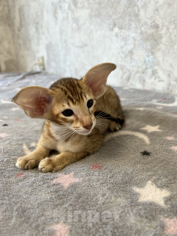 Кошки в Ярославле: Бронирование  Мальчик, 1 руб. - фото 10