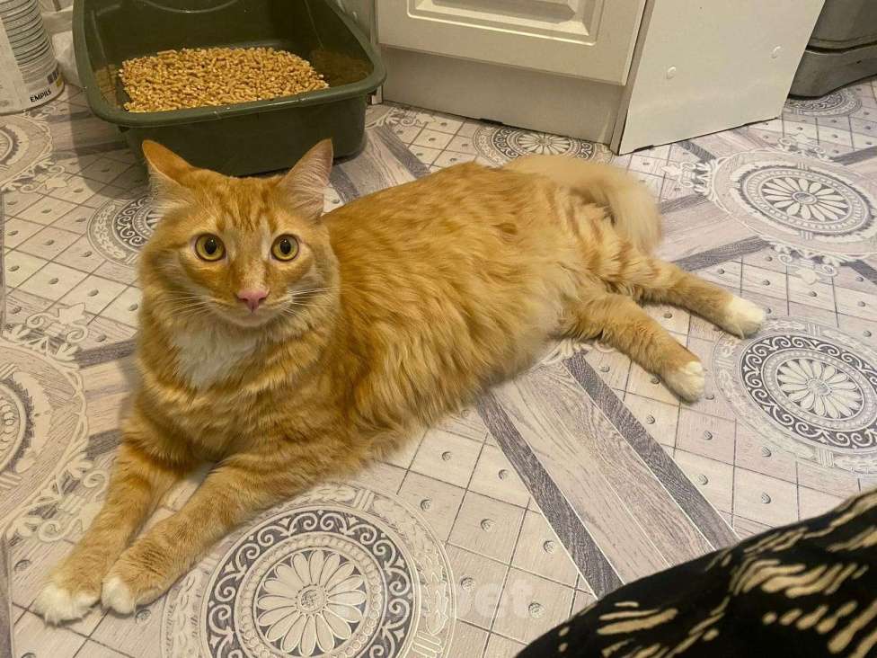 Кошки в Пушкино: Симба ищет дом! Мальчик, Бесплатно - фото 5