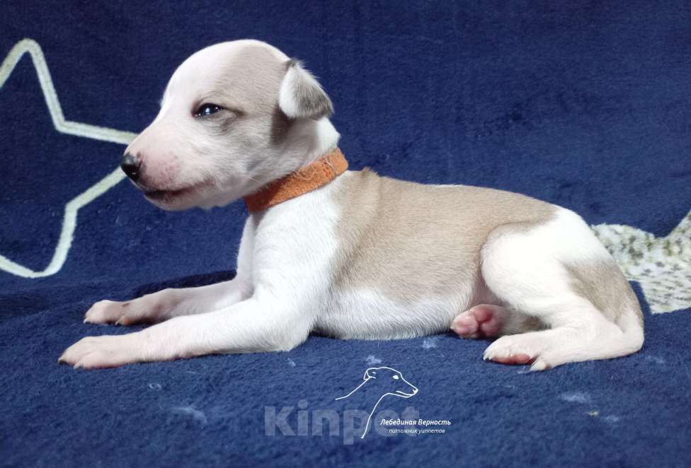 Собаки в Москве: Щенки уиппета суки ранняя бронь Девочка, Бесплатно - фото 5