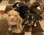 Собаки в Долгопрудном: Американские булли покет Мальчик, 100 000 руб. - фото 2