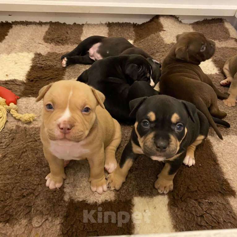 Собаки в Долгопрудном: Американские булли покет Мальчик, 100 000 руб. - фото 2