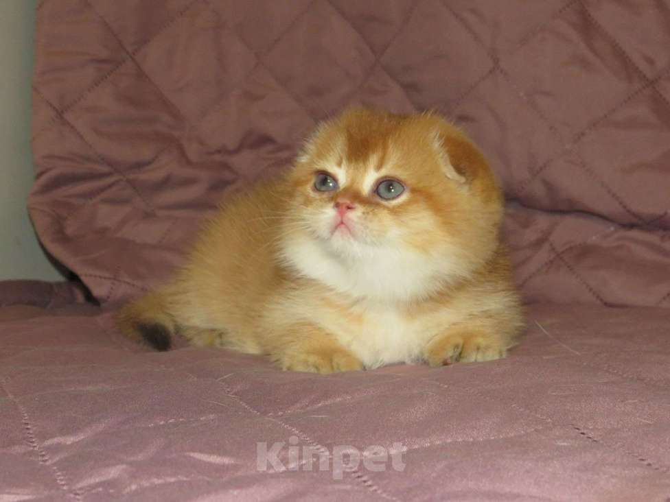 Кошки в Москве: роскошный шотландский котенок -мальчик Мальчик, 100 000 руб. - фото 5