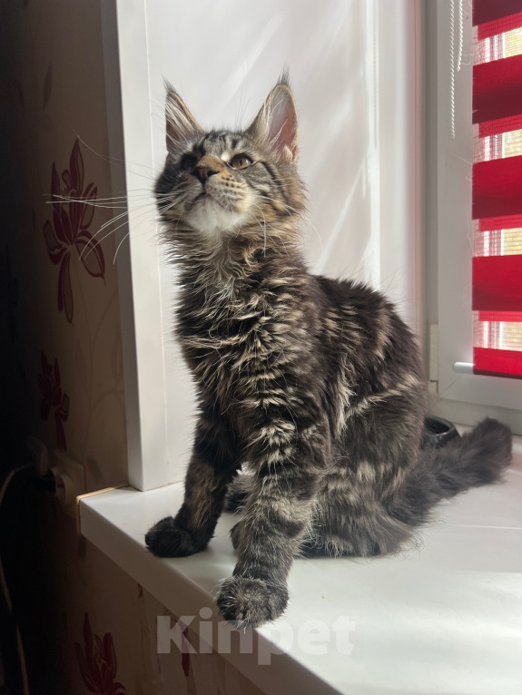Кошки в Дубне: Котёнок мейн-кун Мальчик, 15 000 руб. - фото 1