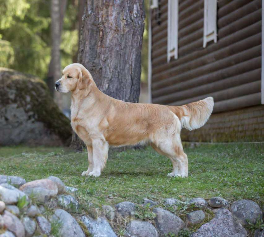 Собаки в Санкт-Петербурге: Щенки золотистого ретривера  Девочка, 90 000 руб. - фото 3