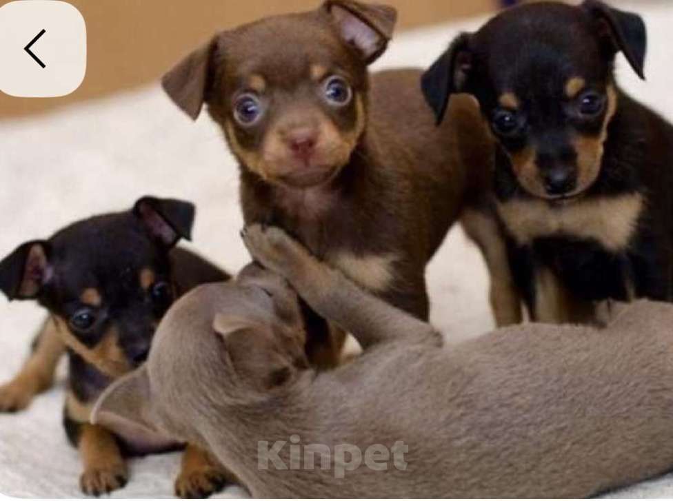 Собаки в Москве: Русский той-терьер мальчики и девочки  Девочка, 23 000 руб. - фото 1