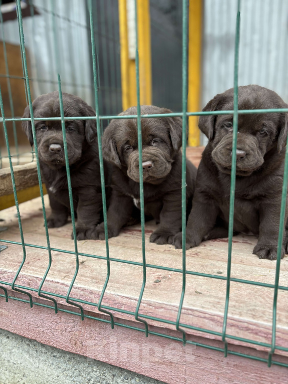 Собаки в Екатеринбурге: Питомник щенков лабрадор ретривер  Мальчик, Бесплатно - фото 1