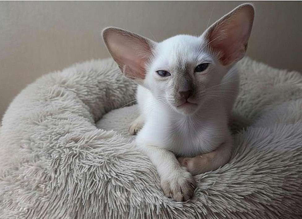 Кошки в Апрелевке: Шикарные ориентальные поинтовые котята котята Мальчик, Бесплатно - фото 2