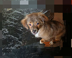 Собаки в Санкт-Петербурге: Щенок в добрые руки Девочка, 100 руб. - фото 3