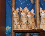 Кошки в Саратове: Котики мейн-кун Мальчик, 18 000 руб. - фото 1