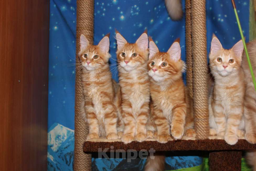 Кошки в Саратове: Котики мейн-кун Мальчик, 18 000 руб. - фото 1