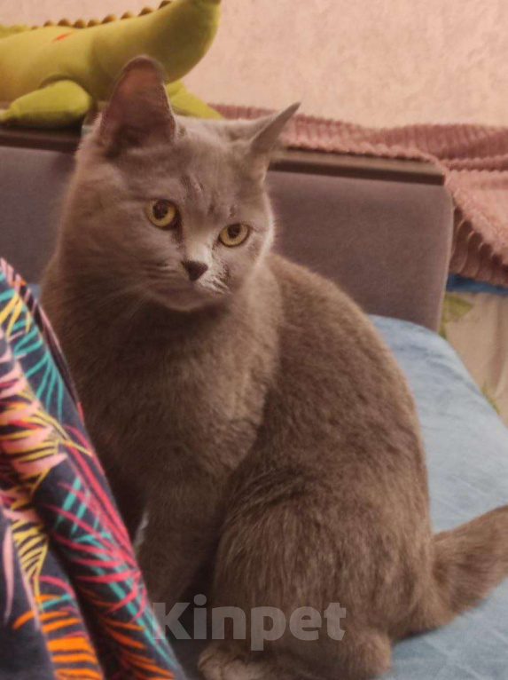 Кошки в Москве: Британская кошка в добрые руки Девочка, Бесплатно - фото 2