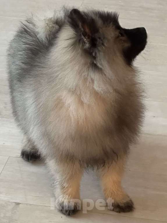 Собаки в Москве: Вольфшпиц КЕЕСХОНД Девочка, 100 000 руб. - фото 5