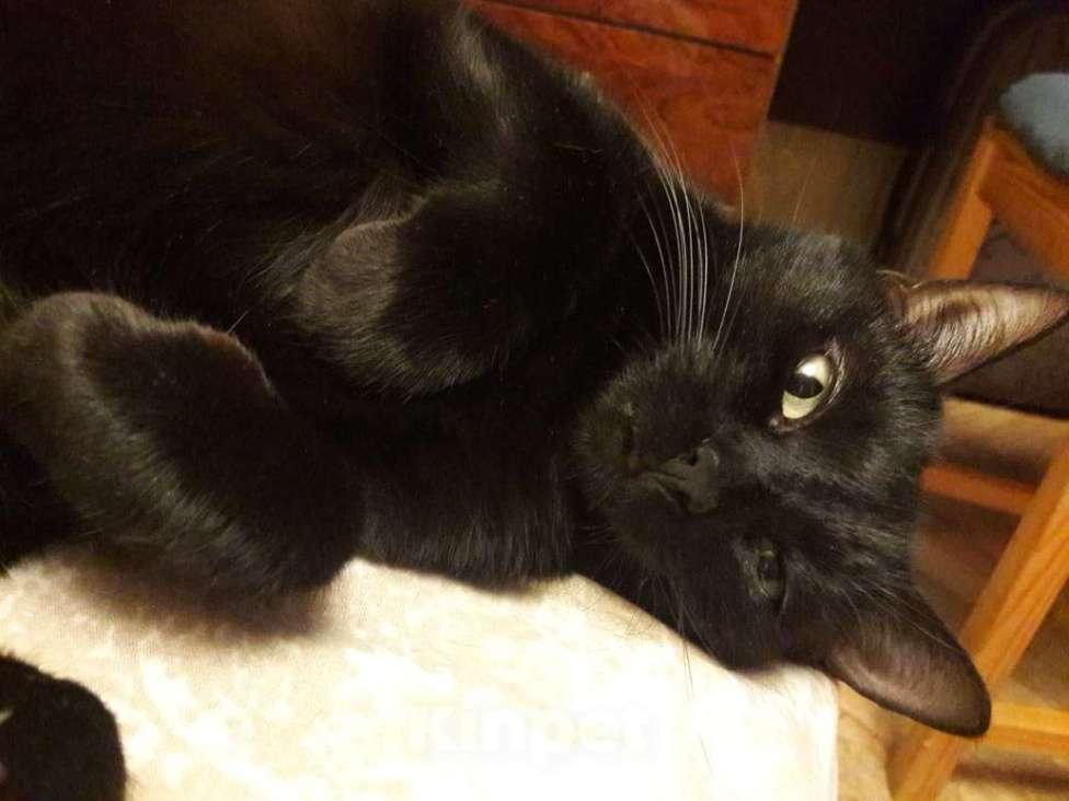 Кошки в других городах Тульской области: Отдам кошку в добрые руки Девочка, Бесплатно - фото 5