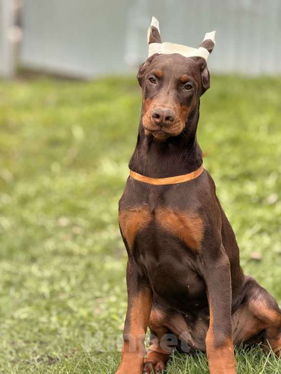 Собаки в Белгороде: щенок добермана Девочка, 80 000 руб. - фото 4
