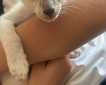 Кошки в Нижнем Новгороде: Ориентальные котята Девочка, 20 000 руб. - фото 4