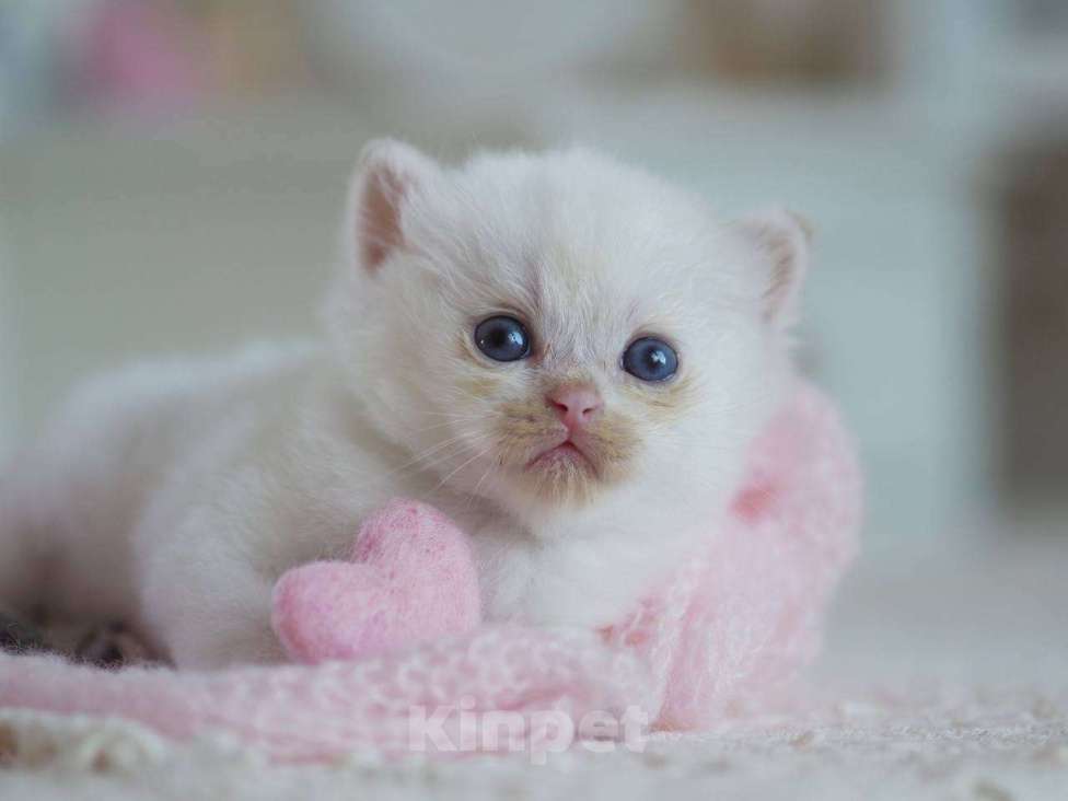 Кошки в Москве: Британский мальчик Фан-Фан Мальчик, 100 000 руб. - фото 6