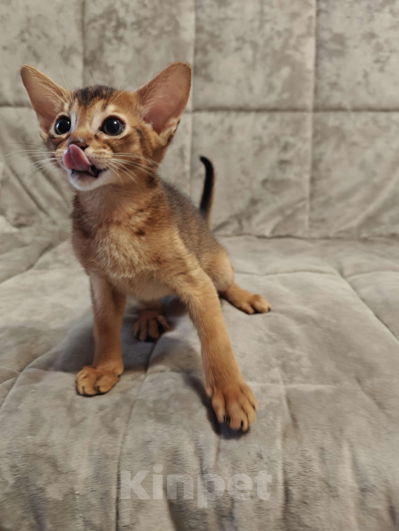 Кошки в Мытищах: Абиссинские котята в домашние любимцы Мальчик 1 Мальчик, 45 000 руб. - фото 1