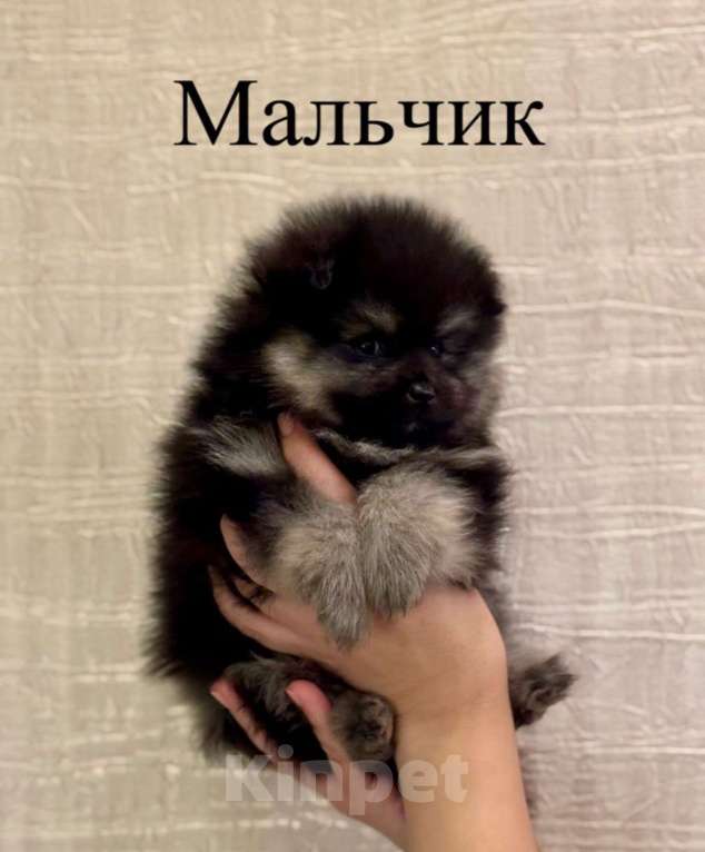 Собаки в Москве: Померанский шпиц Мальчик, 29 000 руб. - фото 2