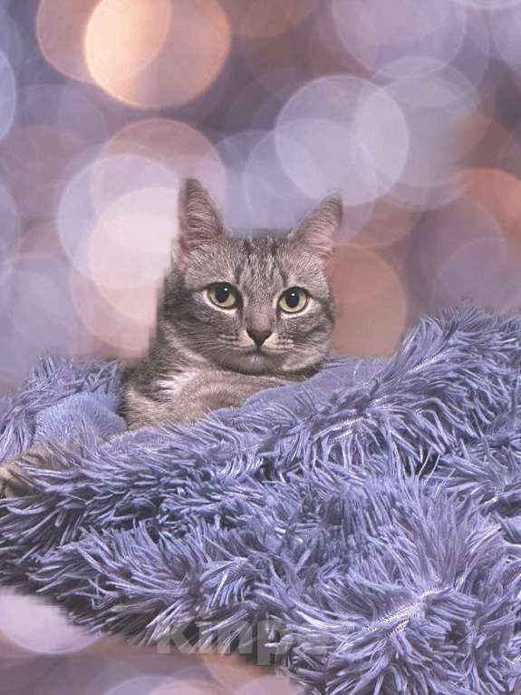 Кошки в Москве: Отдам Вафлю в добрые руки Девочка, Бесплатно - фото 1