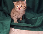 Кошки в Липецке: Шотландские котята Девочка, 5 000 руб. - фото 4