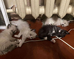 Кошки в Полярном Зоре: РегДолл, 5 руб. - фото 3