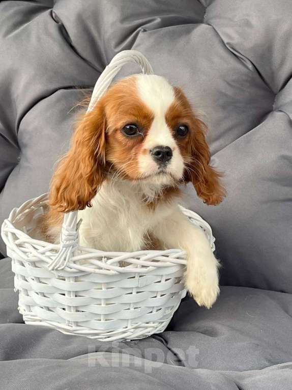 Собаки в Санкт-Петербурге: БЕСТ ИЛРЕАН ЛУКЕРЬЯ Девочка, 160 000 руб. - фото 3