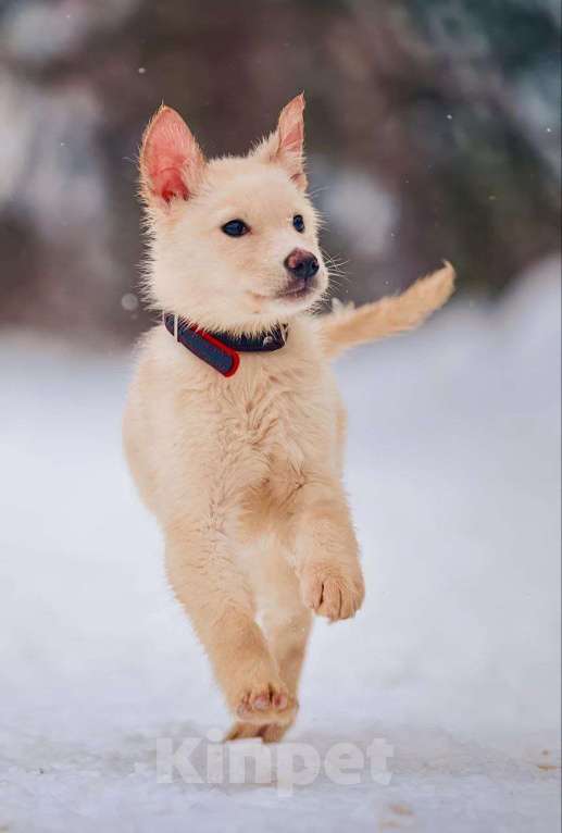 Собаки в Наро-Фоминске: Герцог якутенок команды ппбж Якутска Мальчик, Бесплатно - фото 10