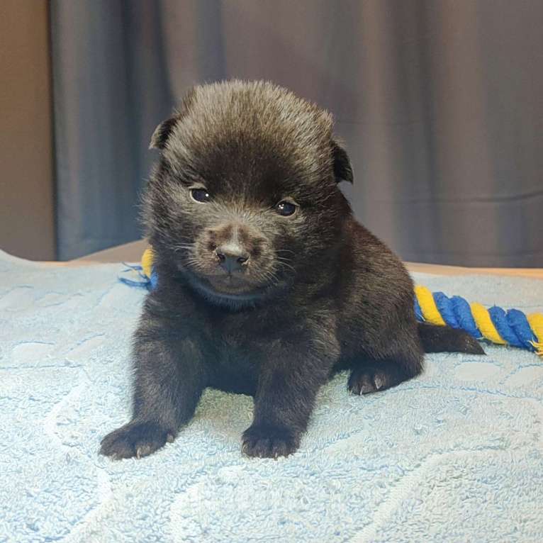 Собаки в Раменском: Щенки шипперке от титулованных родителей в домашних условиях (Синий) Мальчик, 70 000 руб. - фото 1