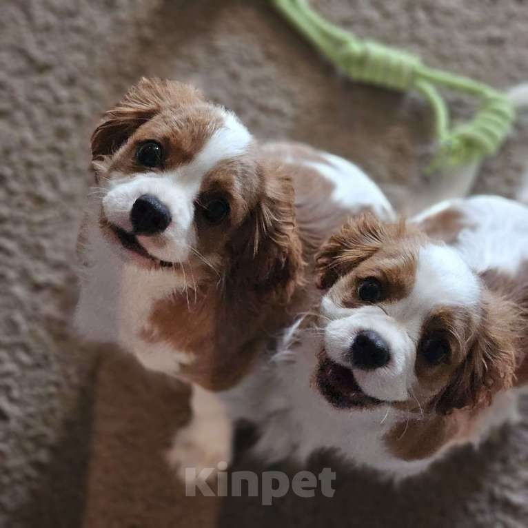 Собаки в Ижевске: Щенки Кавалер кинг чарльз спаниель  Мальчик, Бесплатно - фото 3