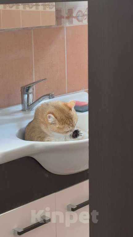 Кошки в Красногорске: Отдам кошечку в добрый ручки! Девочка, Бесплатно - фото 1