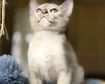 Кошки в Воронеже: Котенок Европейская Бурма Девочка, Бесплатно - фото 6