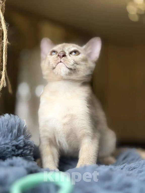 Кошки в Воронеже: Котенок Европейская Бурма Девочка, Бесплатно - фото 6