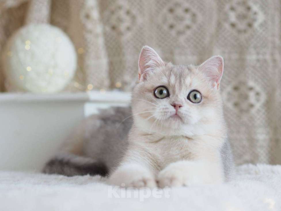 Кошки в Москве: Британская девочка Аура Девочка, 100 000 руб. - фото 1